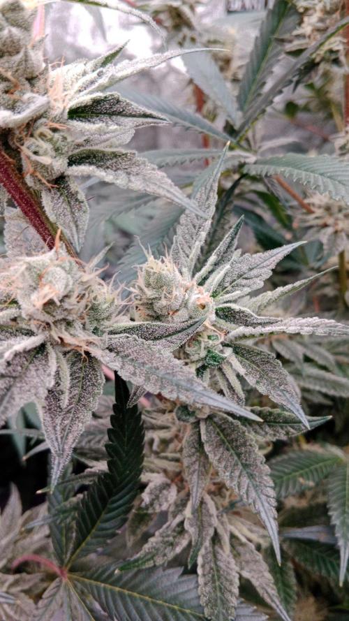 Barney's farm. Week 17