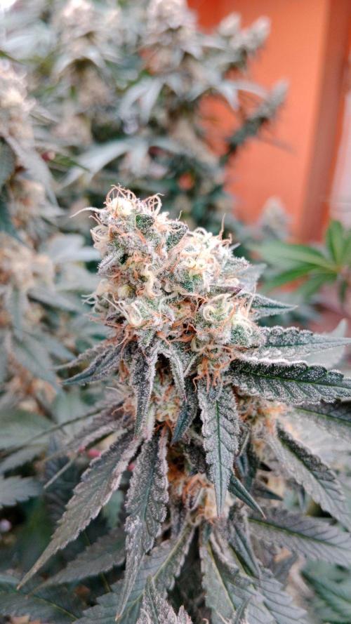Barney's farm. Week 17