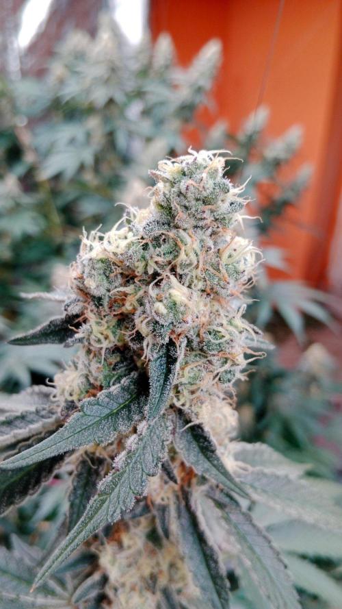 Barney's farm. Week 17