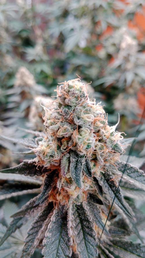 Barney's farm. Week 17