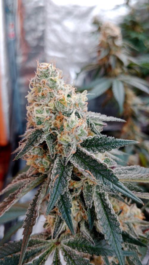 Barney's farm. Week 17