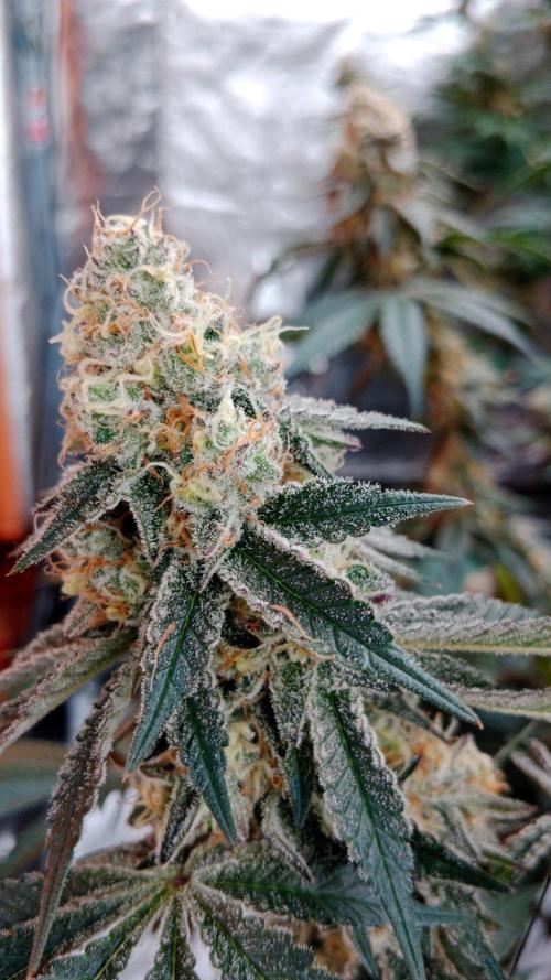 Barney's farm. Week 17