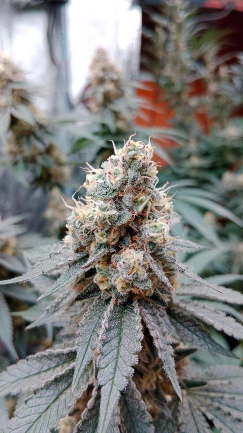 Barney's farm. Week 17
