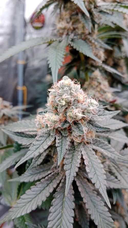 Barney's farm. Week 17