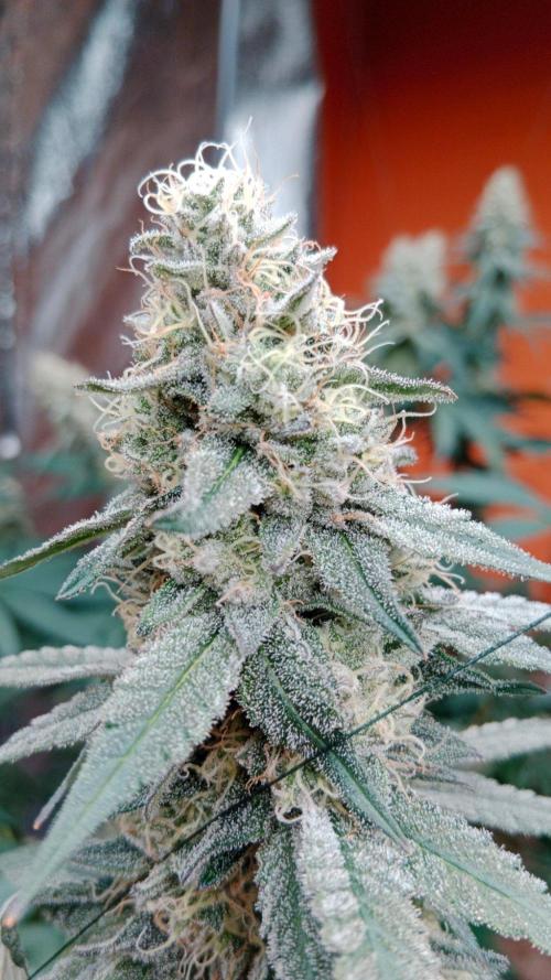 Barney's farm. Week 17