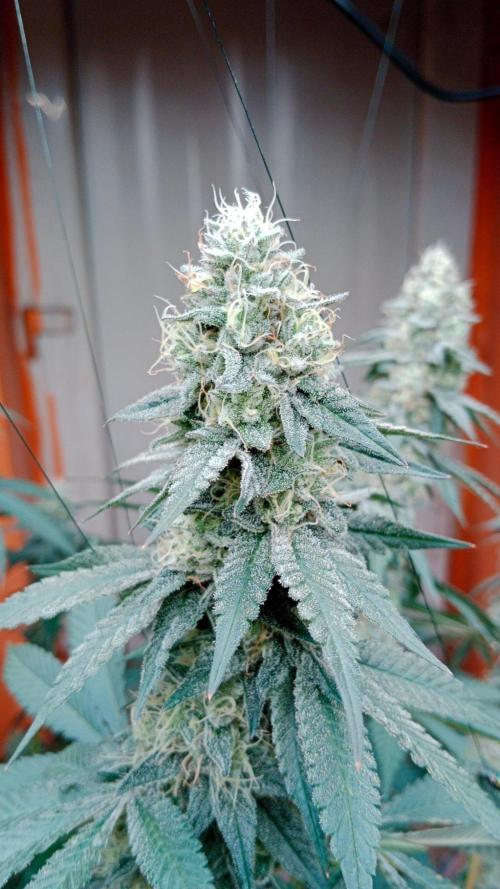 Barney's farm. Week 17