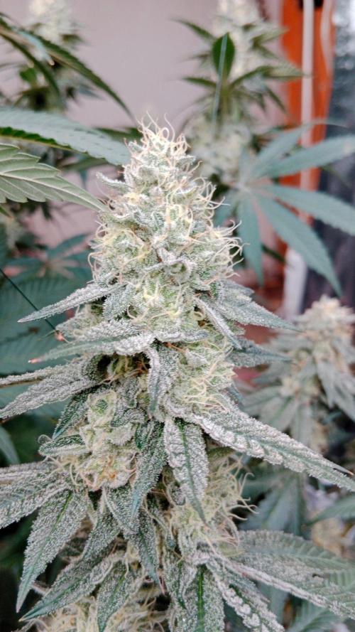Barney's farm. Week 17