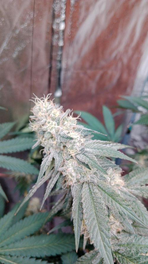 Barney's farm. Week 17