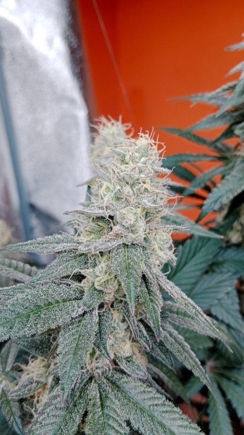 Barney's farm. Week 17