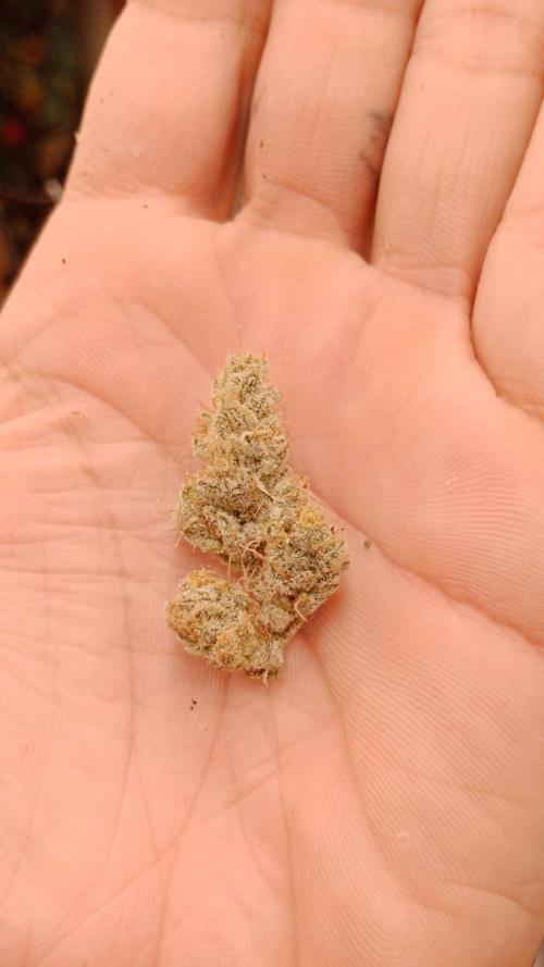 Barney's farm. Week 18