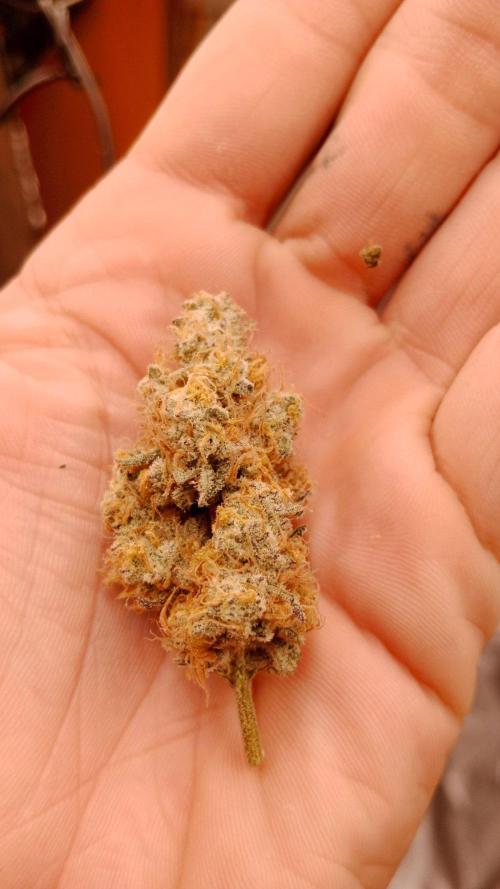 Barney's farm. Week 18
