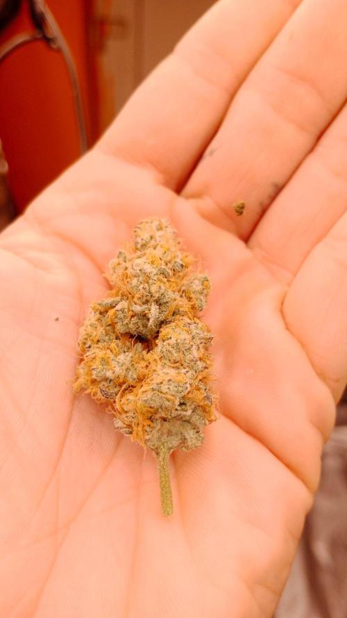 Barney's farm. Week 18