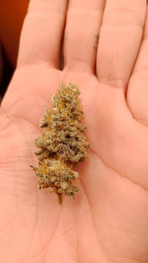 Barney's farm. Week 18