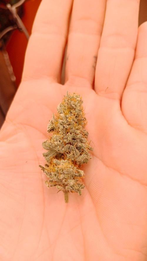 Barney's farm. Week 18