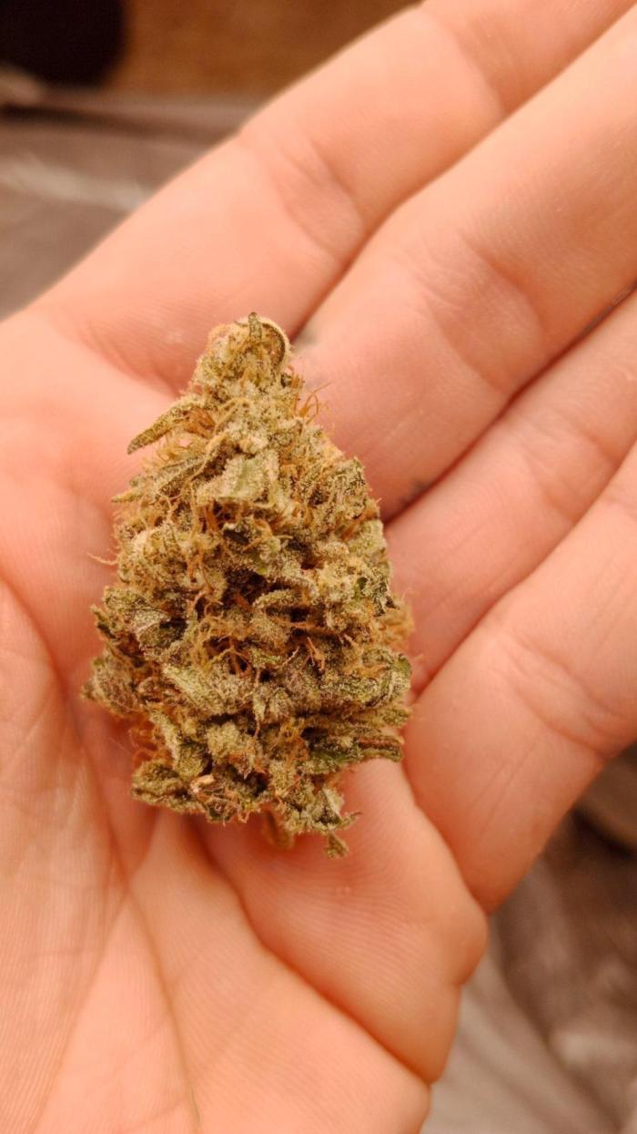 Barney's farm. Week 18