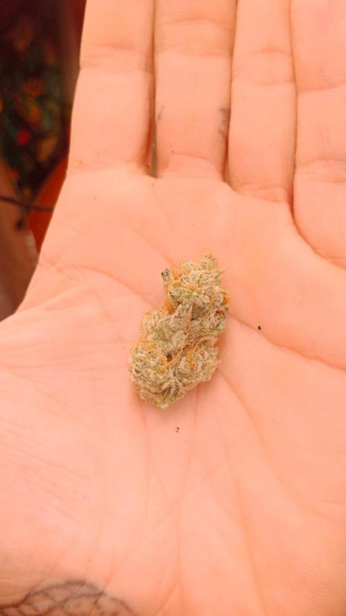 Barney's farm. Week 18