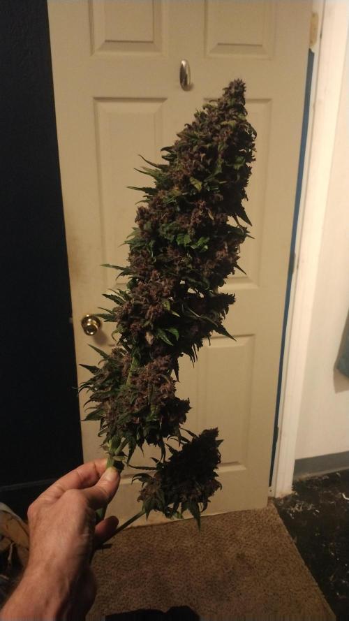Killa Kane's. Week 8 - One solid dense very aromic. Weighs 1 pound wet