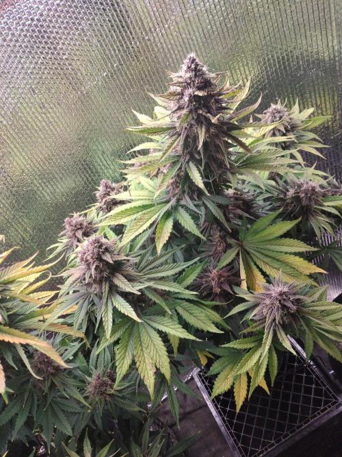 Killa Kane's. Week 8