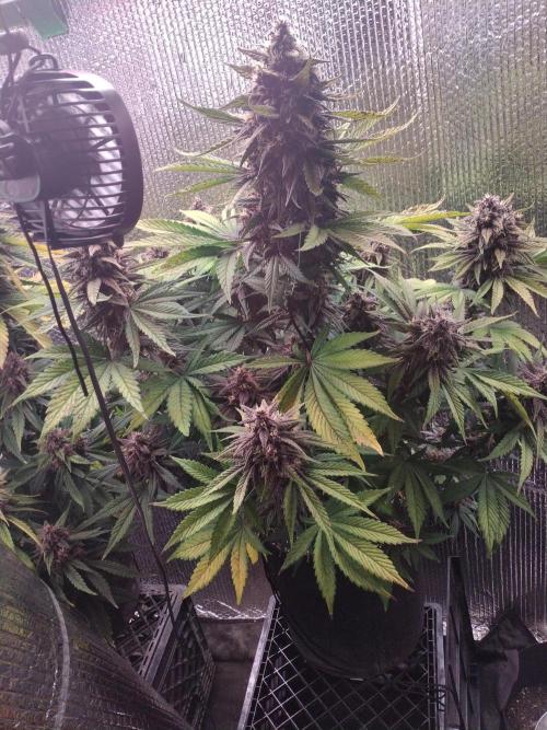 Killa Kane's. Week 8