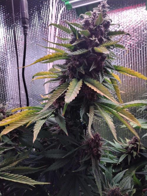 Killa Kane's. Week 8