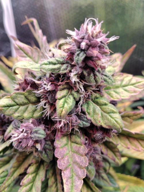 Killa Kane's. Week 8