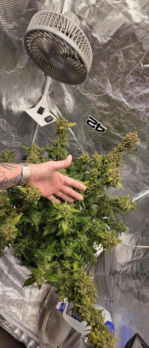 Gorilla cookies auto (fastbuds genetics). Week 11