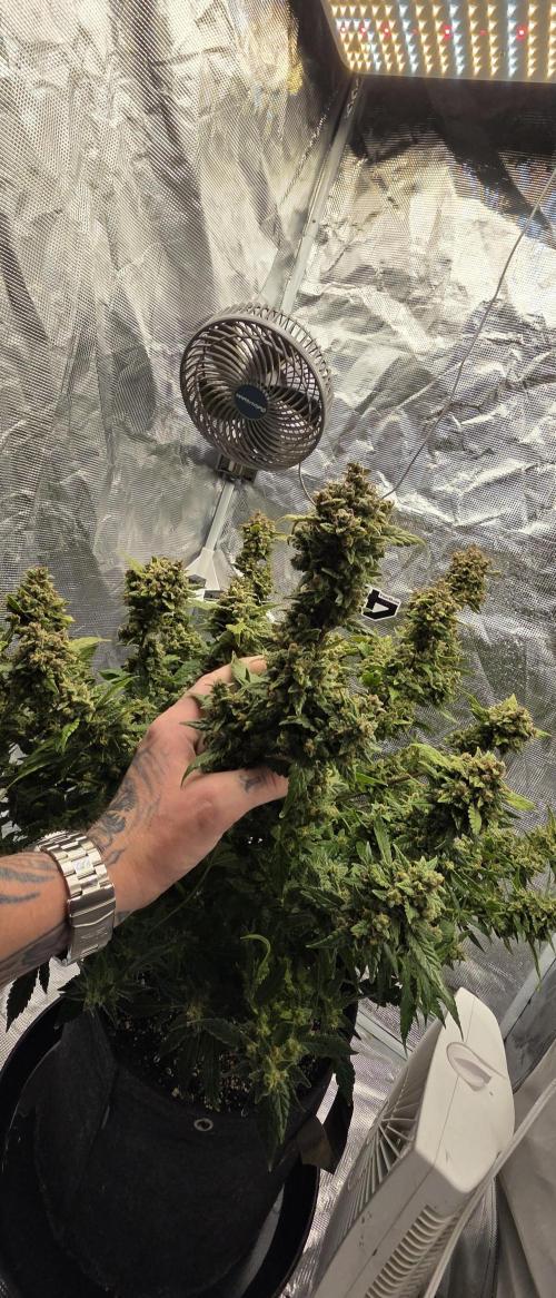 Gorilla cookies auto (fastbuds genetics). Week 11