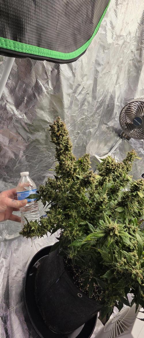 Gorilla cookies auto (fastbuds genetics). Week 11