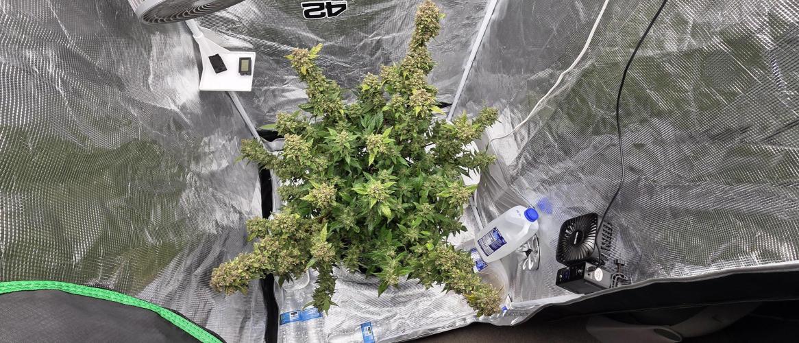 Gorilla cookies auto (fastbuds genetics). Week 11