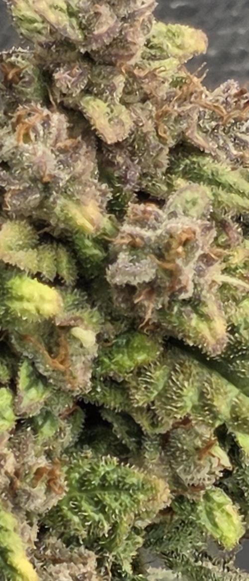 Gorilla cookies auto (fastbuds genetics). Week 11