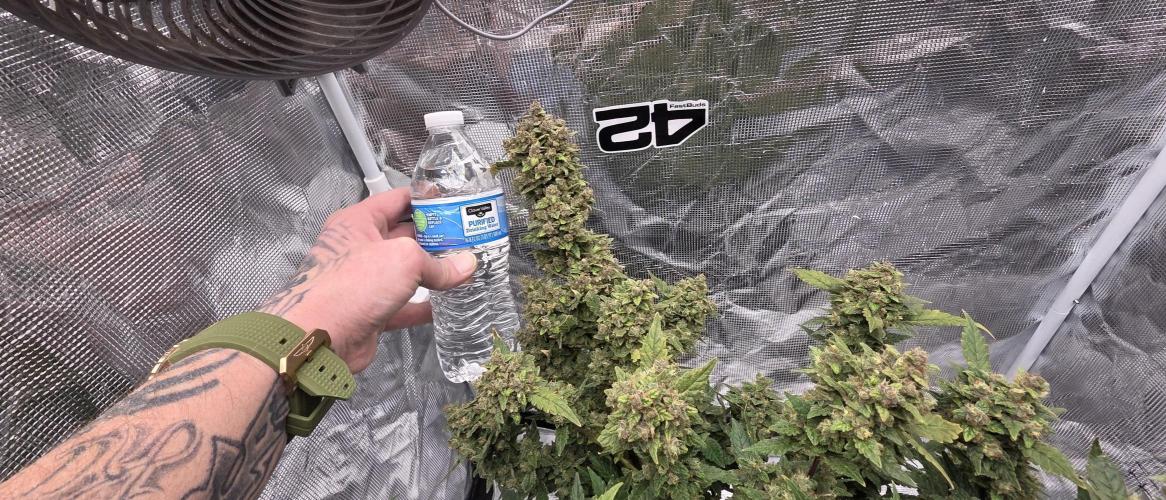 Gorilla cookies auto (fastbuds genetics). Week 11