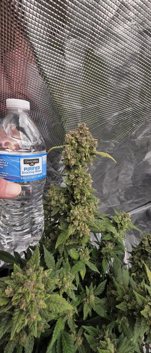 Gorilla cookies auto (fastbuds genetics). Week 11
