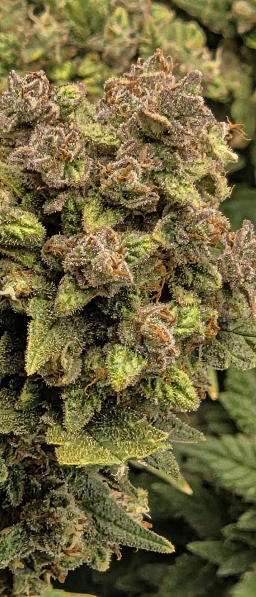 Gorilla cookies auto (fastbuds genetics). Week 11