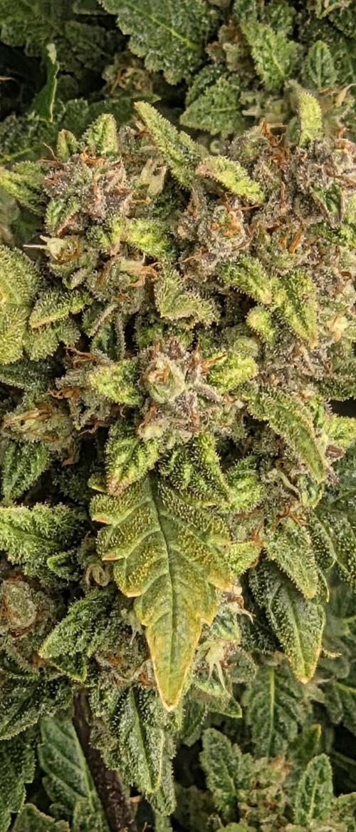 Gorilla cookies auto (fastbuds genetics). Week 11