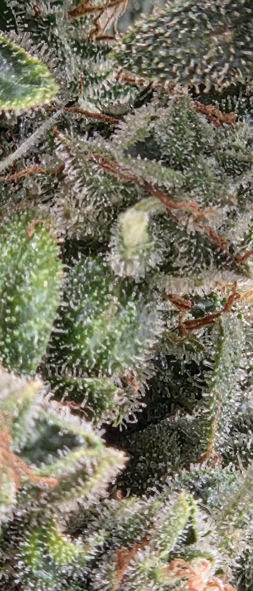 Gorilla cookies auto (fastbuds genetics). Week 11
