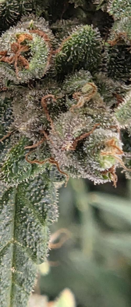 Gorilla cookies auto (fastbuds genetics). Week 11