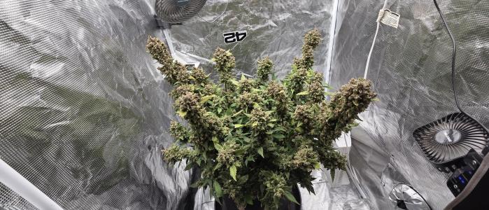 Comment by GroveportGreenthumb photo #3