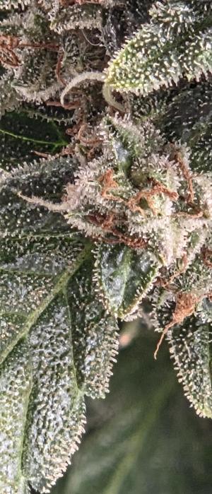 Comment by GroveportGreenthumb photo #5