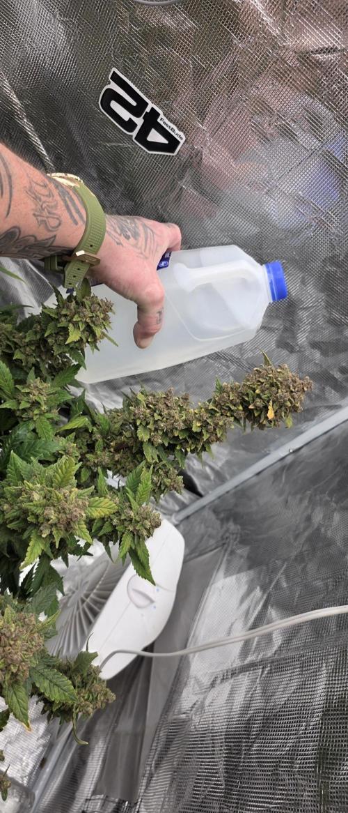 Gorilla cookies auto (fastbuds genetics). Week 12