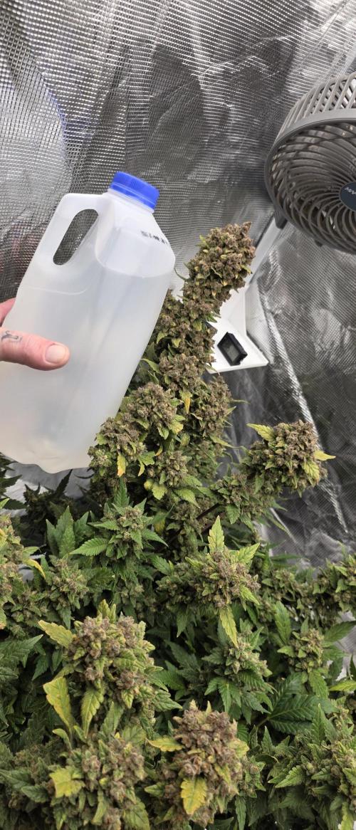 Gorilla cookies auto (fastbuds genetics). Week 12