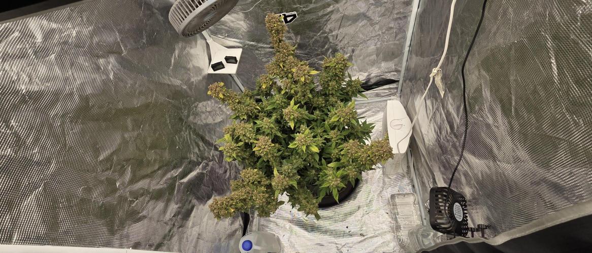 Gorilla cookies auto (fastbuds genetics). Week 12