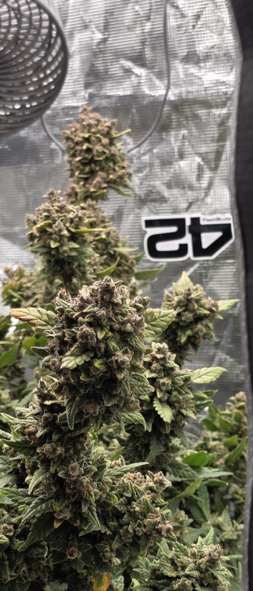 Gorilla cookies auto (fastbuds genetics). Week 12