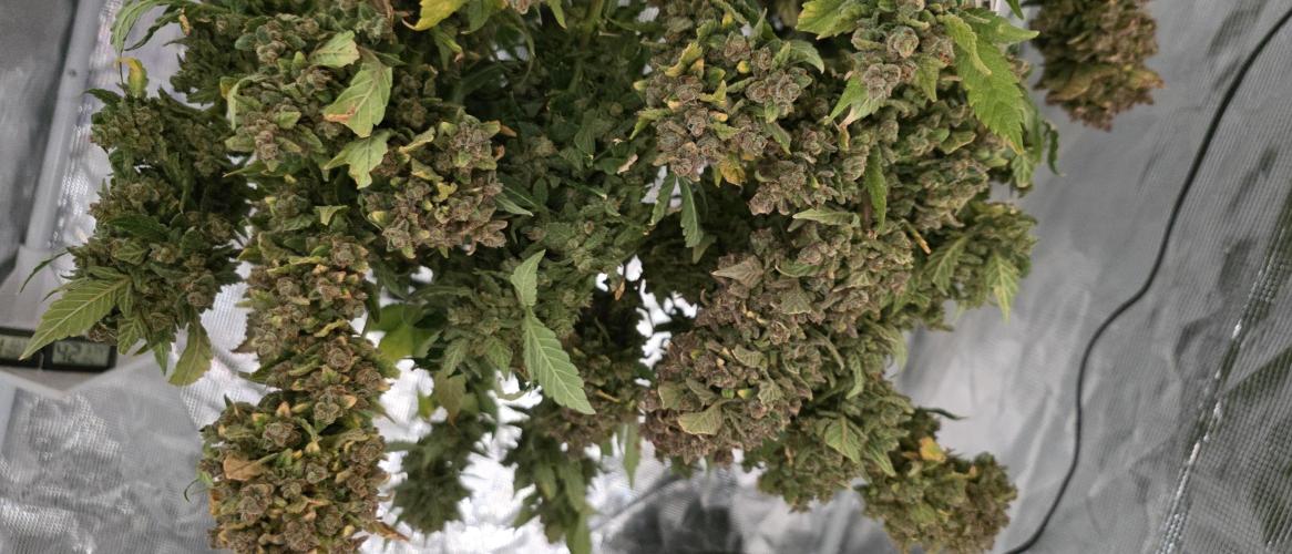 Gorilla cookies auto (fastbuds genetics). Week 14