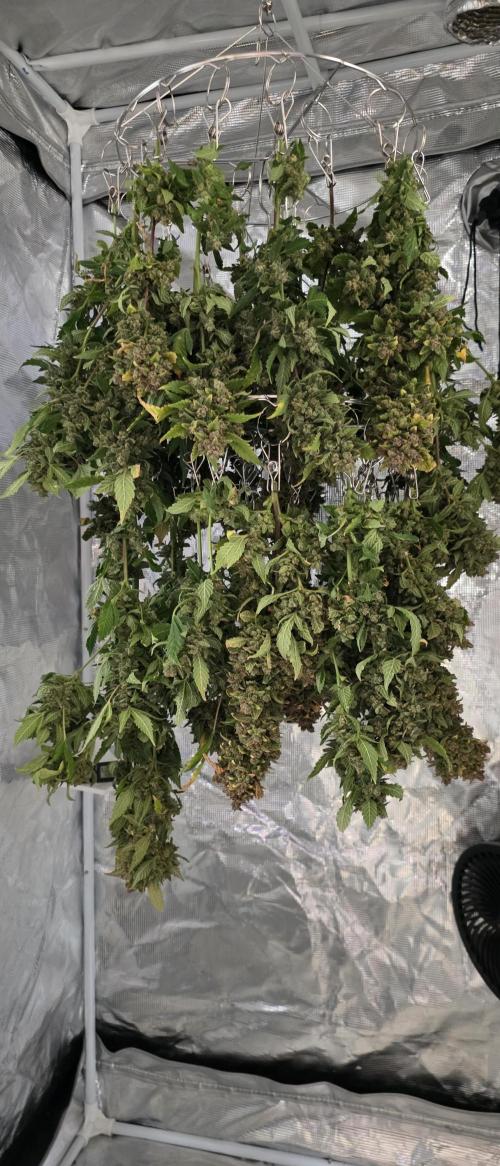 Gorilla cookies auto (fastbuds genetics). Week 14
