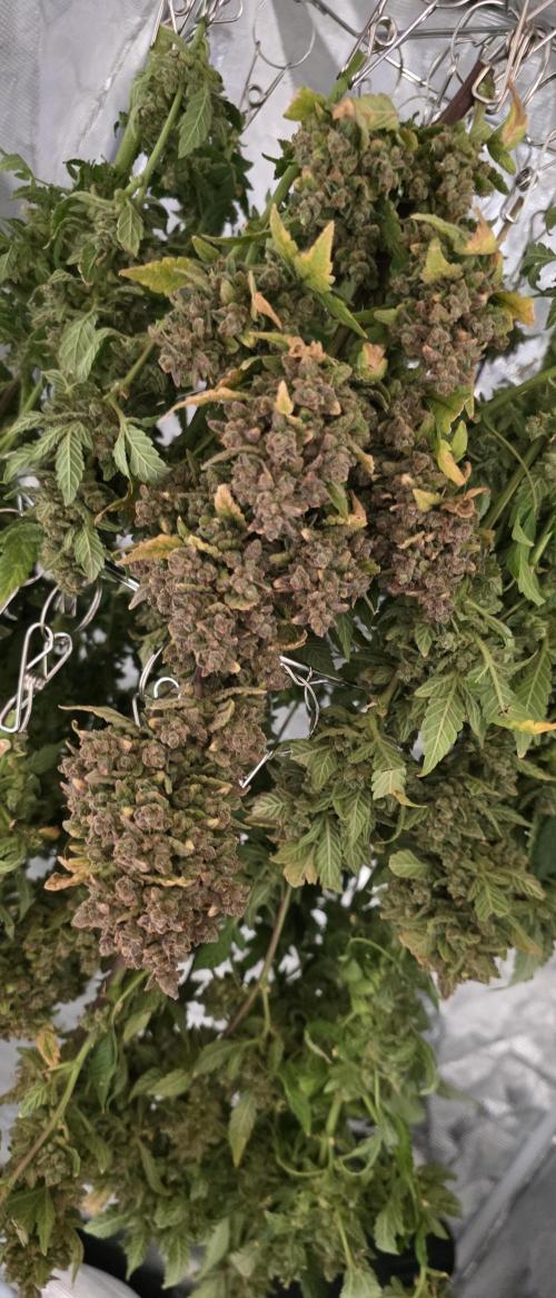 Gorilla cookies auto (fastbuds genetics). Week 14
