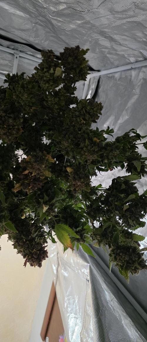 Gorilla cookies auto (fastbuds genetics). Week 14