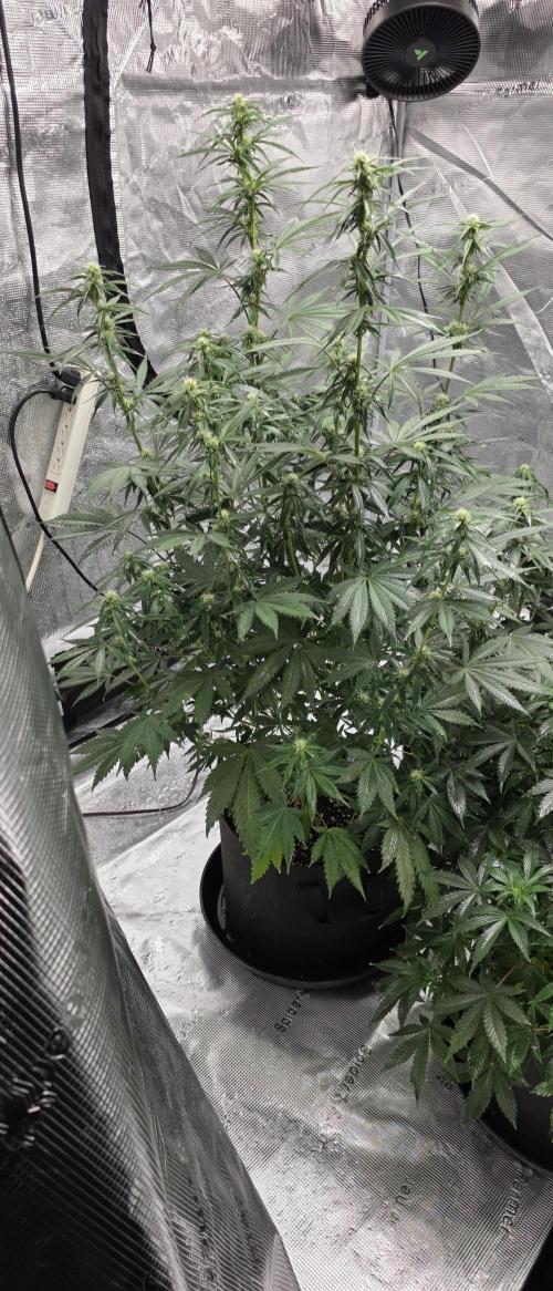 Tropicana cookies auto fastbuds42. Week 3