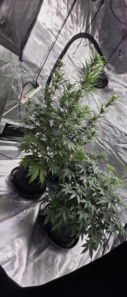 Tropicana cookies auto fastbuds42. Week 3