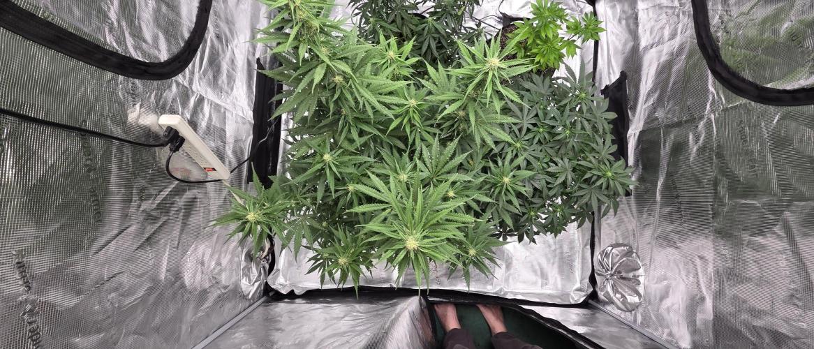 Tropicana cookies auto fastbuds42. Week 3
