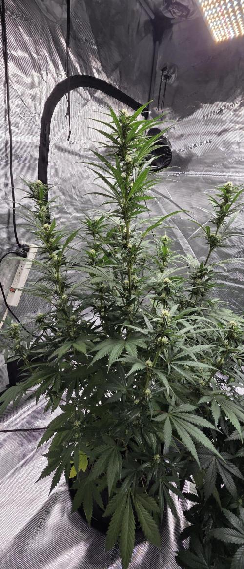 Tropicana cookies auto fastbuds42. Week 3